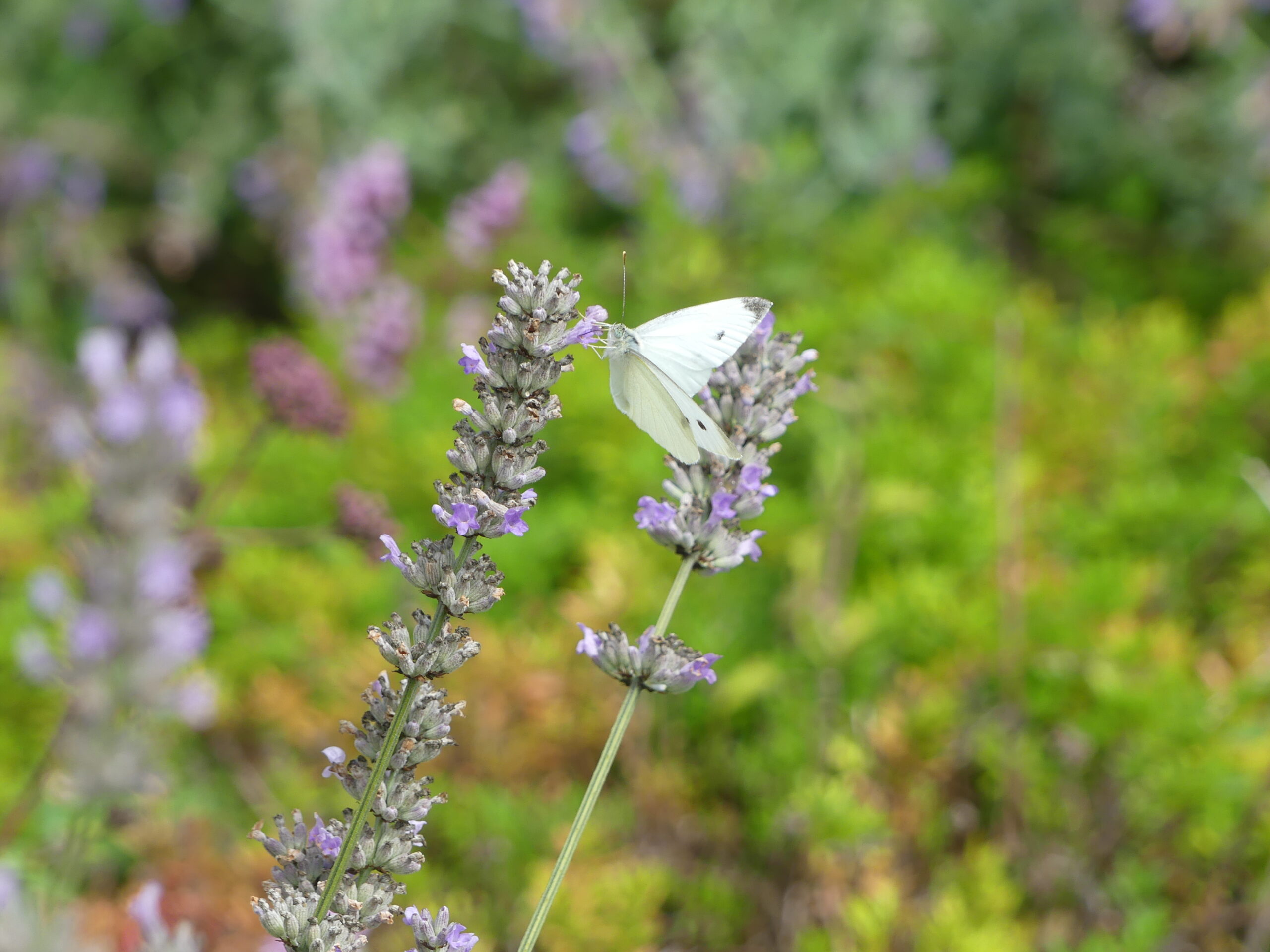 Small white butterfly on flower by Amy Hurn