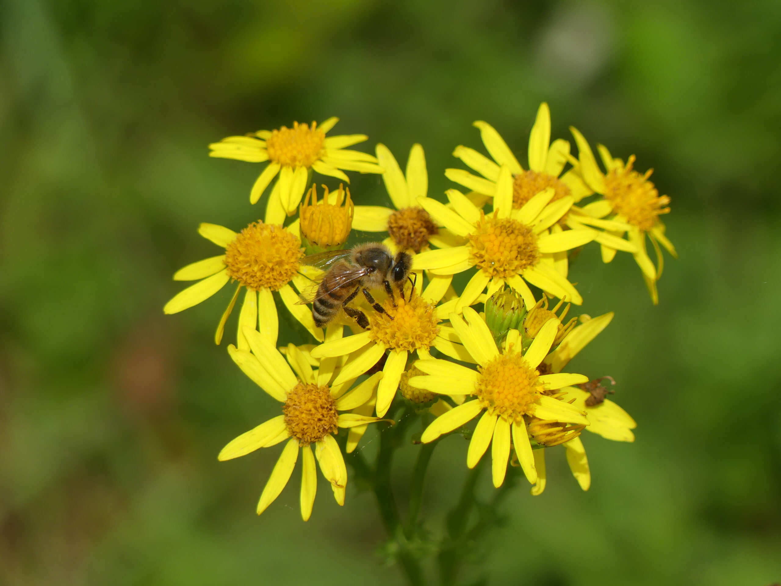 Bee on fleabane by Amy Hurn