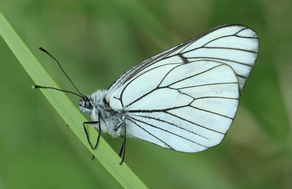 Black-Veined White Butterfly - Neil Hulme Black-Veined White Butterfly - Neil Hulme
