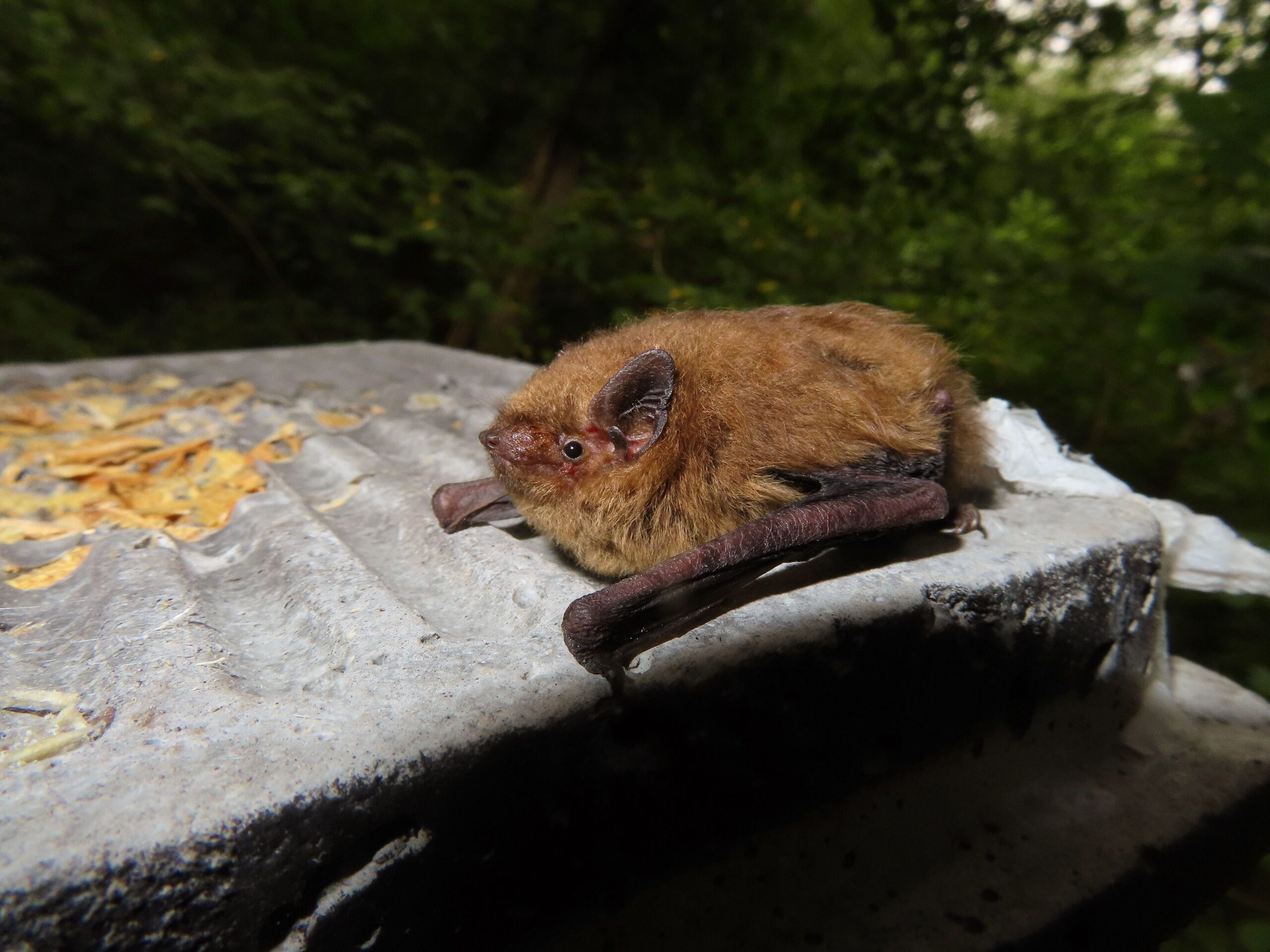 Soprano_Pipistrelle