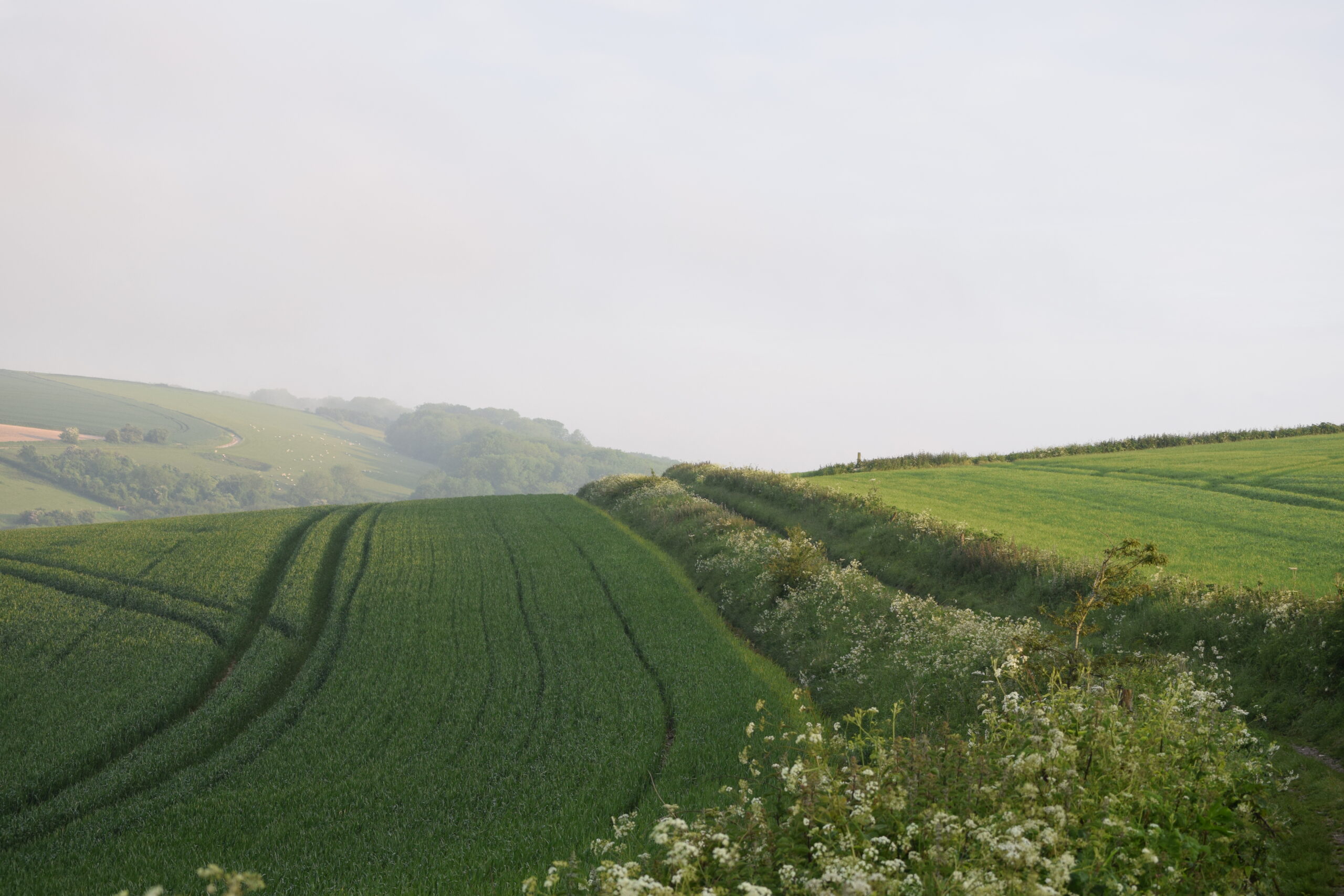 Wild farmland border. Photo by Alex Briggs