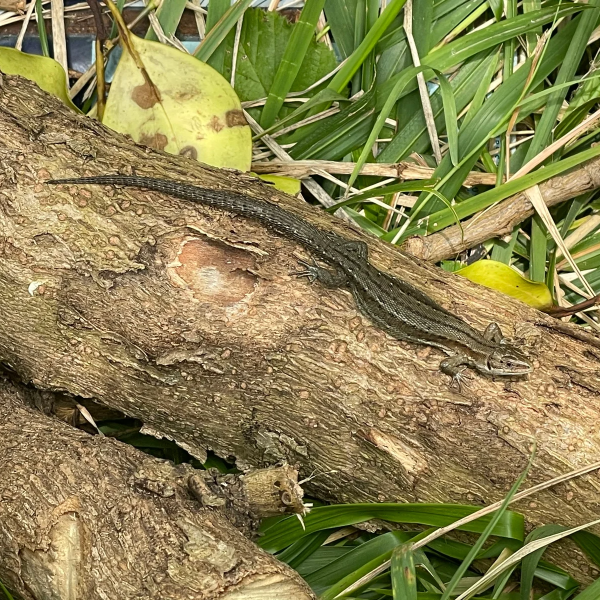 Common Lizard by Neil Roberts (cropped) Common Lizard by Neil Roberts