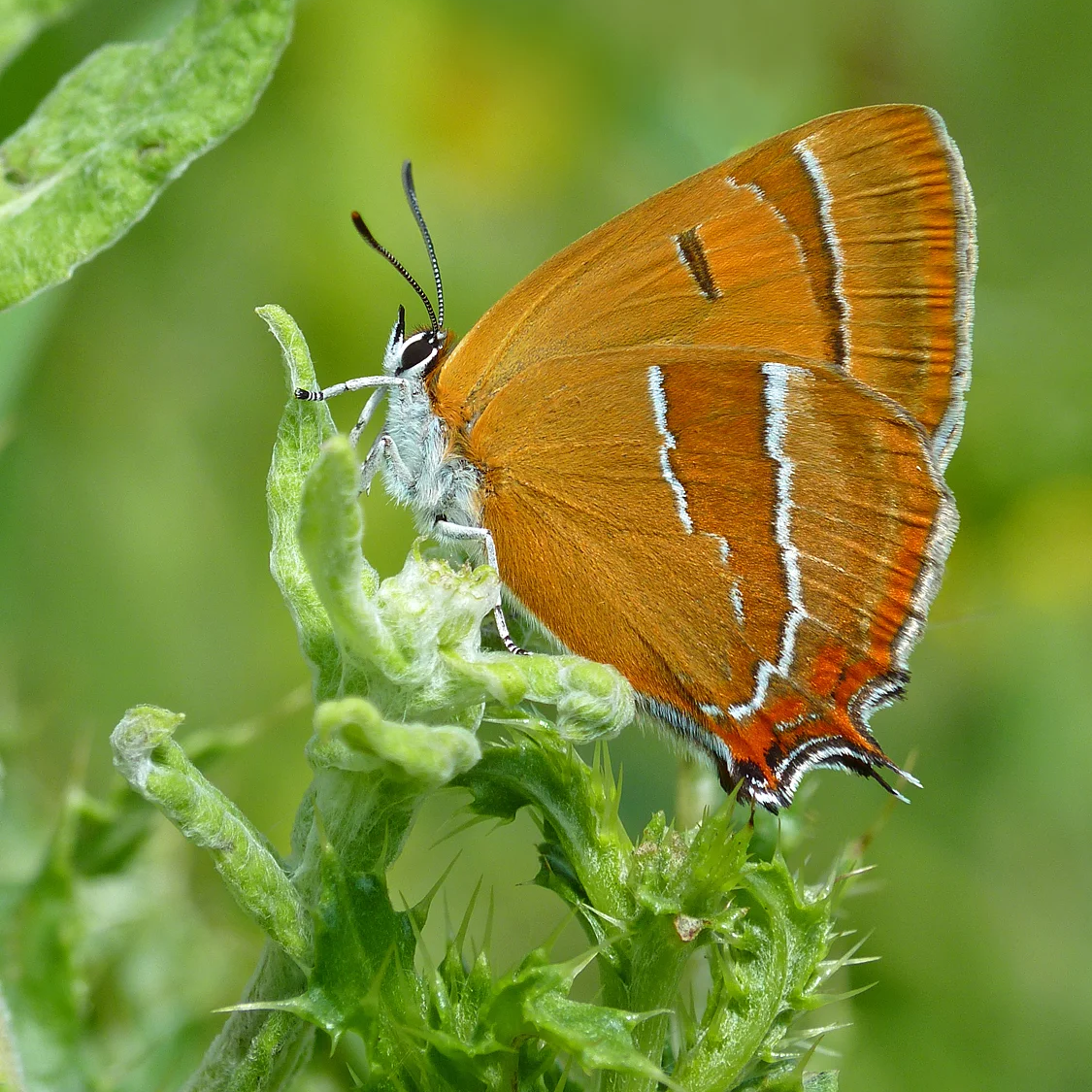 Brown hairstreak butterfly by Neil Hulme (cropped_ Brown hairstreak butterfly by Neil Hulme
