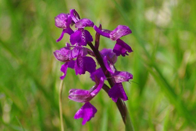 Green-winged orchid (photo: Glyn Baker). Green-winged orchid (photo: Glyn Baker).
