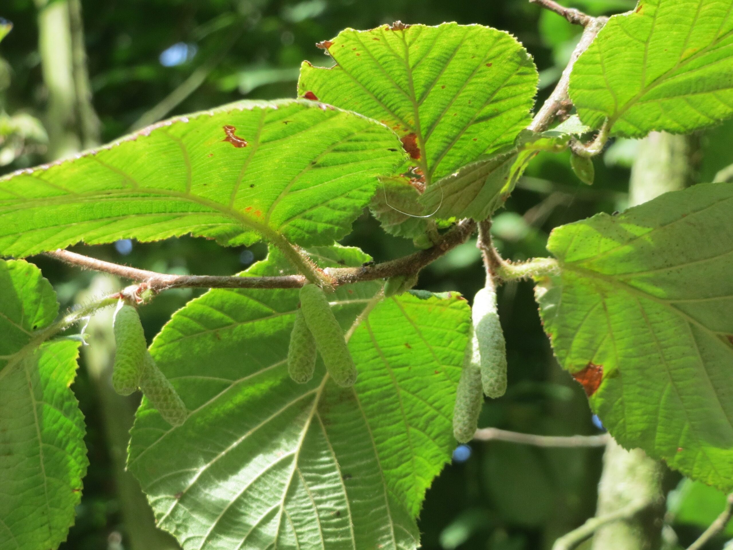 Andreas Rockstein/Corylus avellana/CC BY 2.0