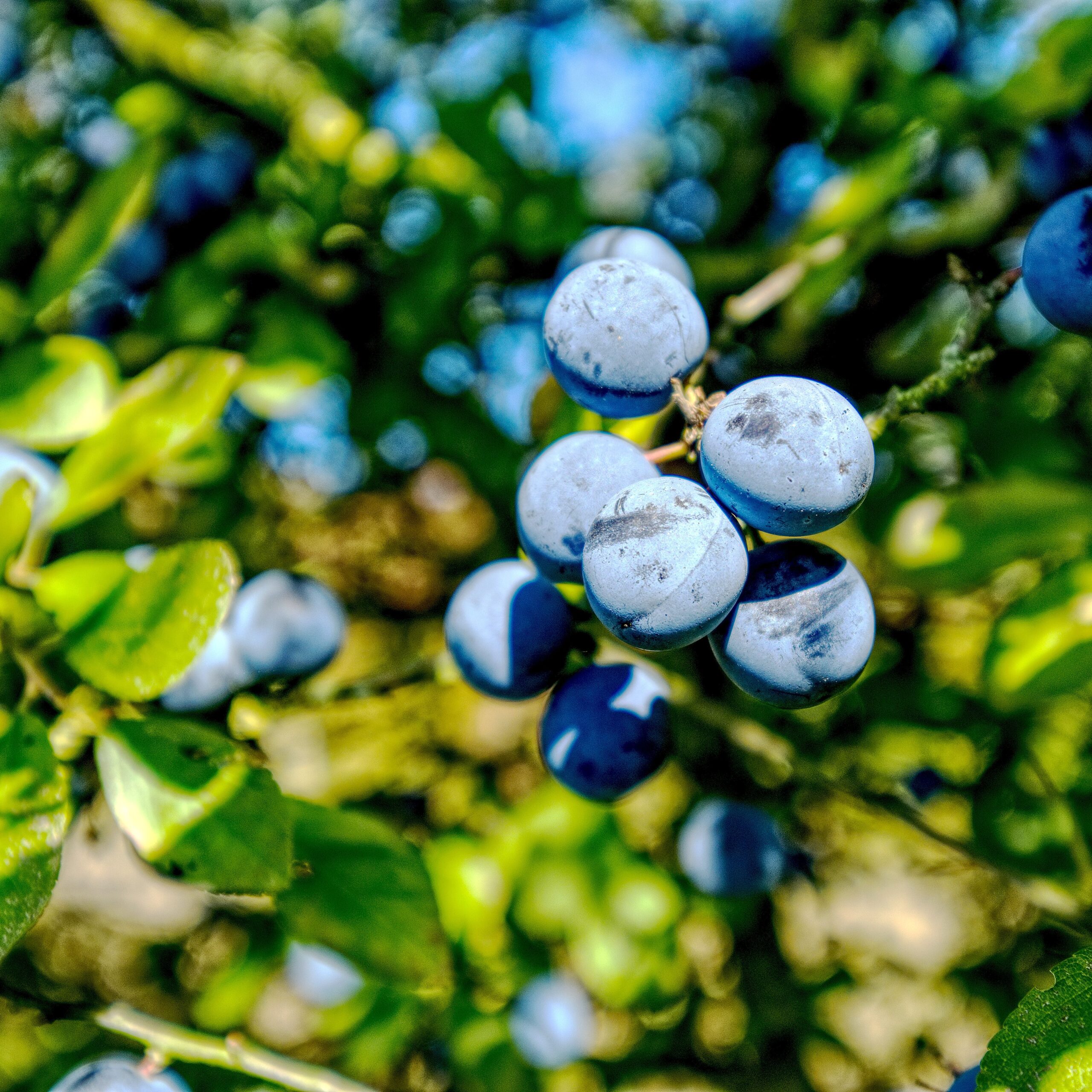 Johan Neven/Blackthorn/CC BY 2.0
