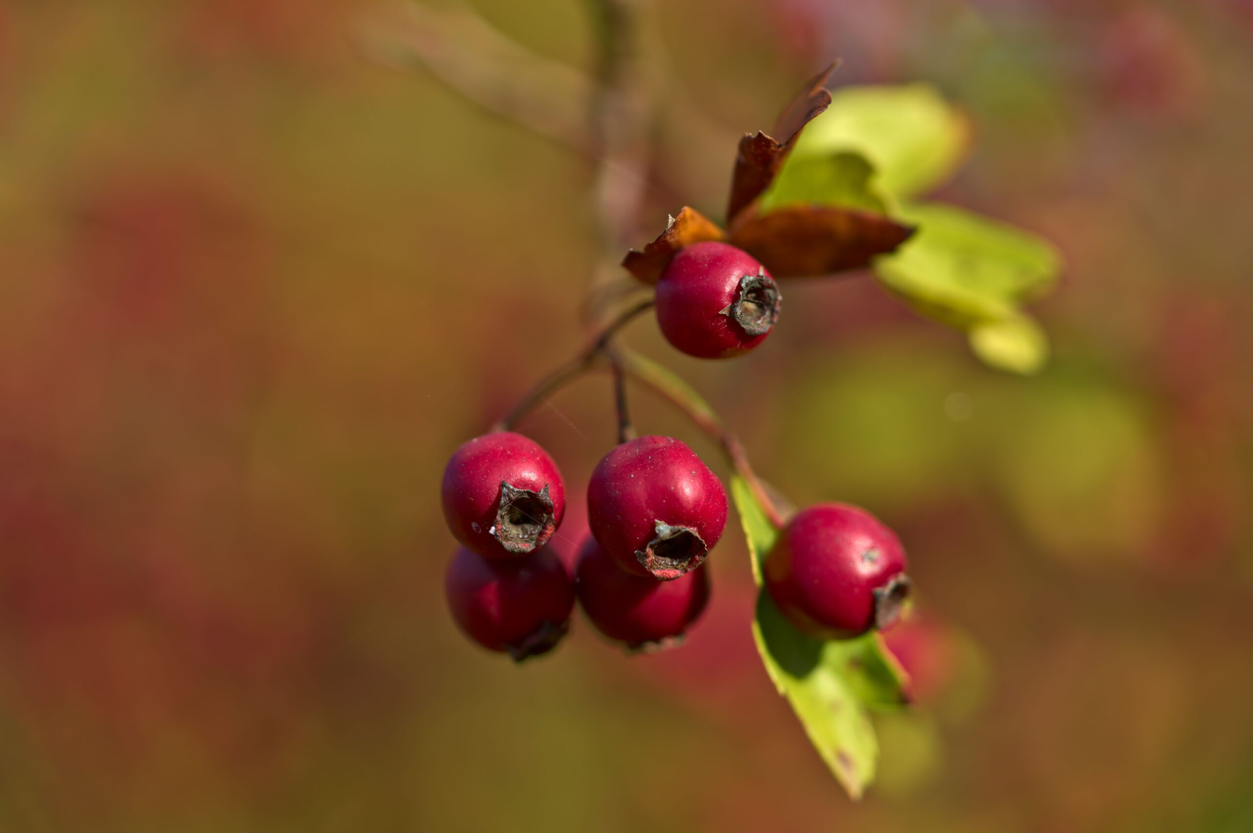 Peter Stenzel/Hawthorn/CC BY-ND 2.0