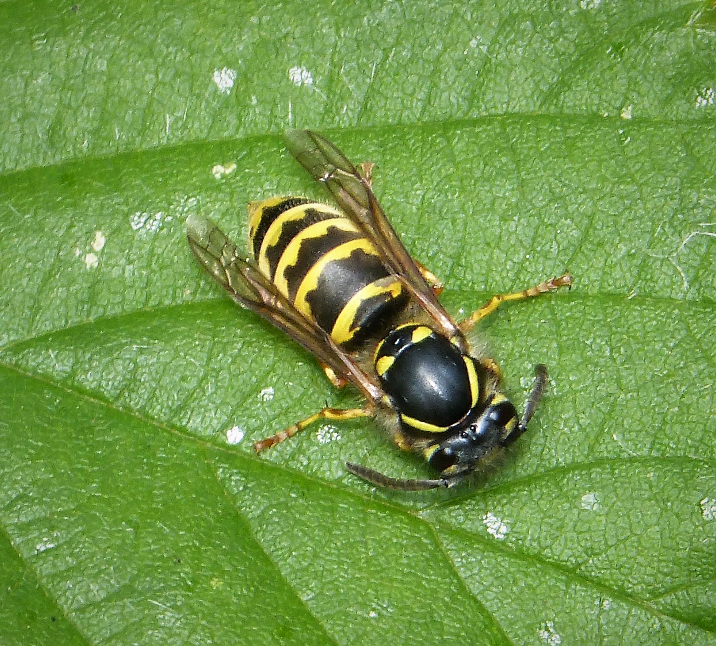Vespula vulgaris, / gailhampshire / CC BY 2.0 DEED