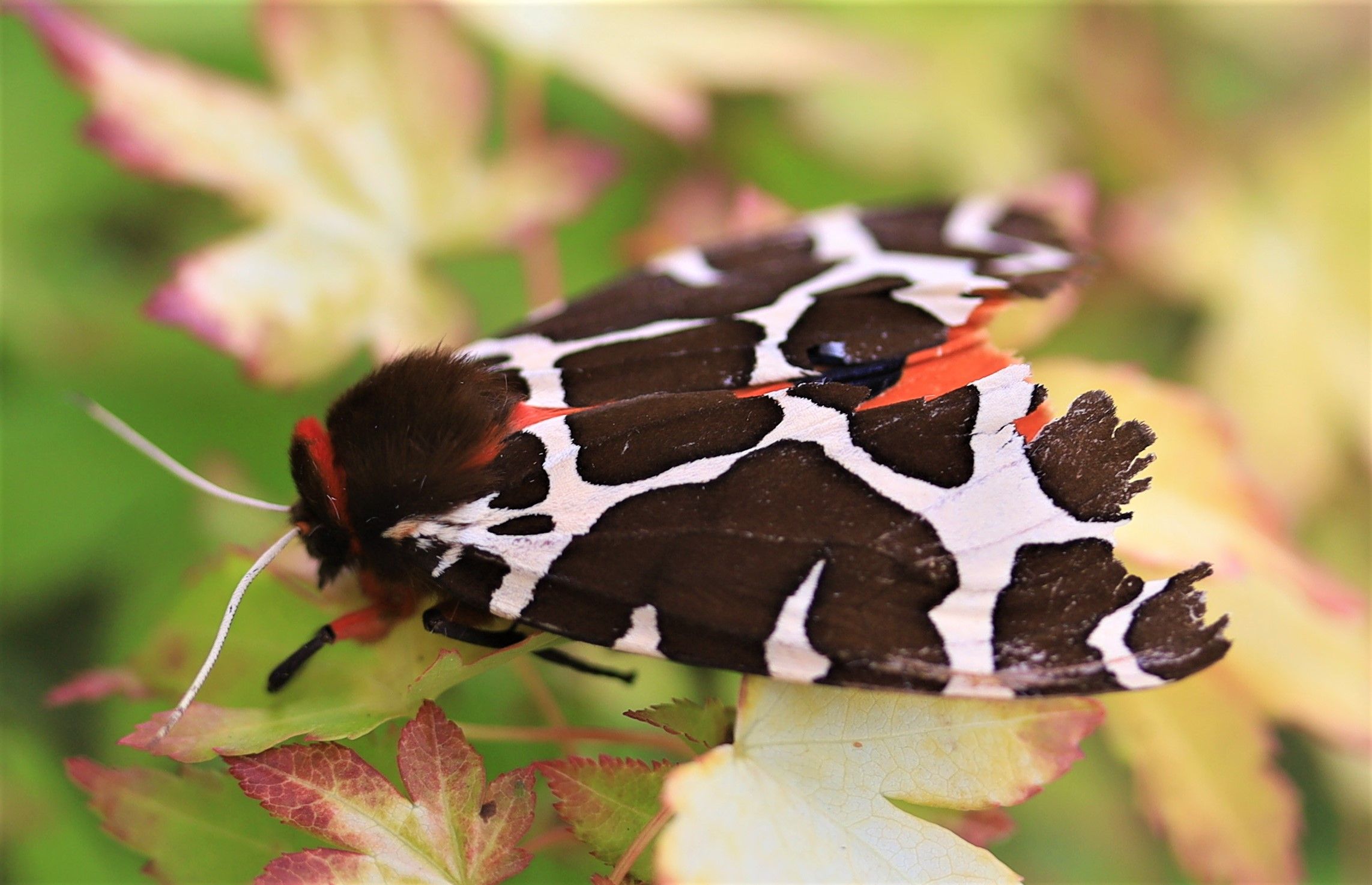Garden Tiger Moth/ Nick Goodrum / CC BY 2.0 DEED