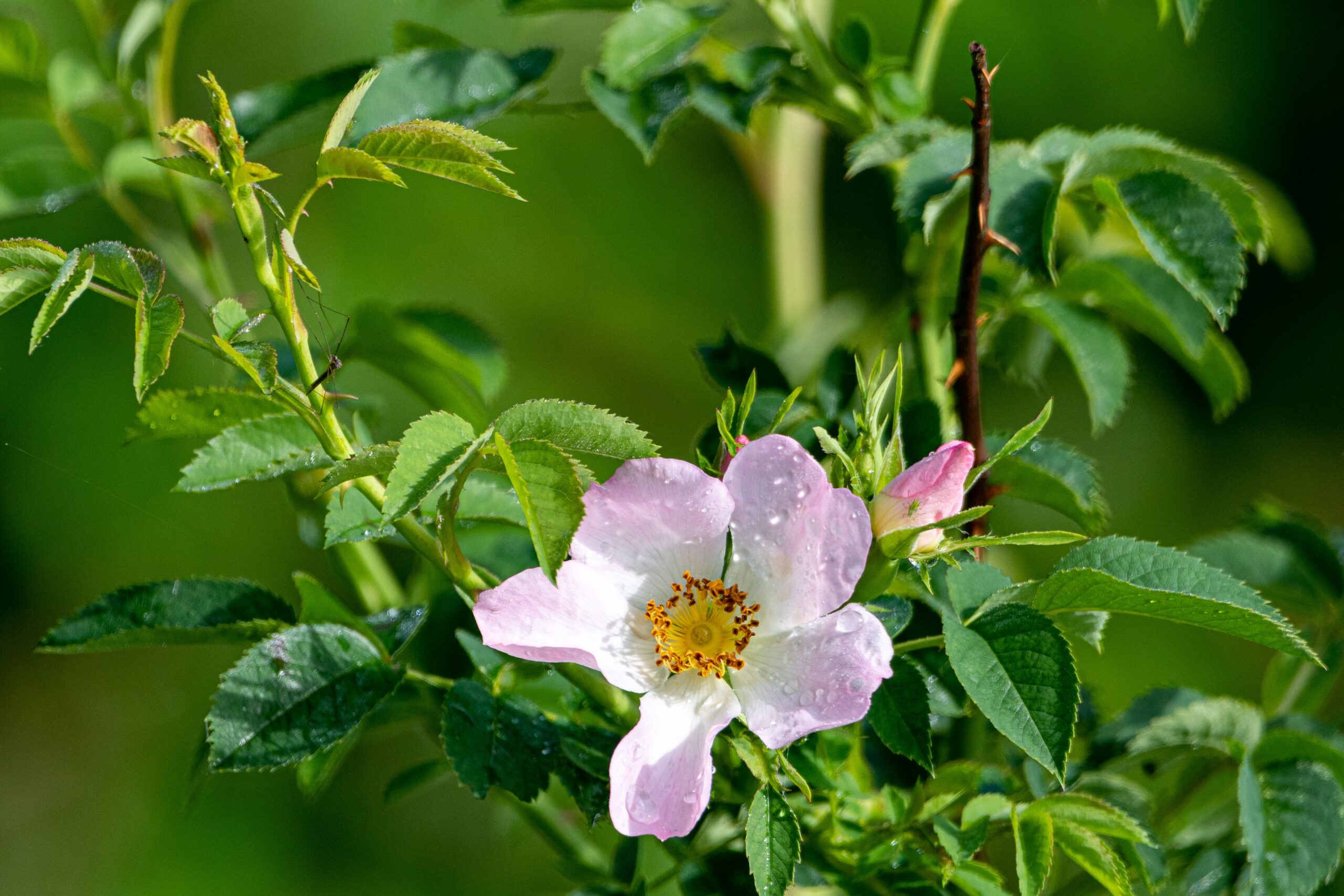 Matjaž Mirt/Rosa canina/CC BY 2.0