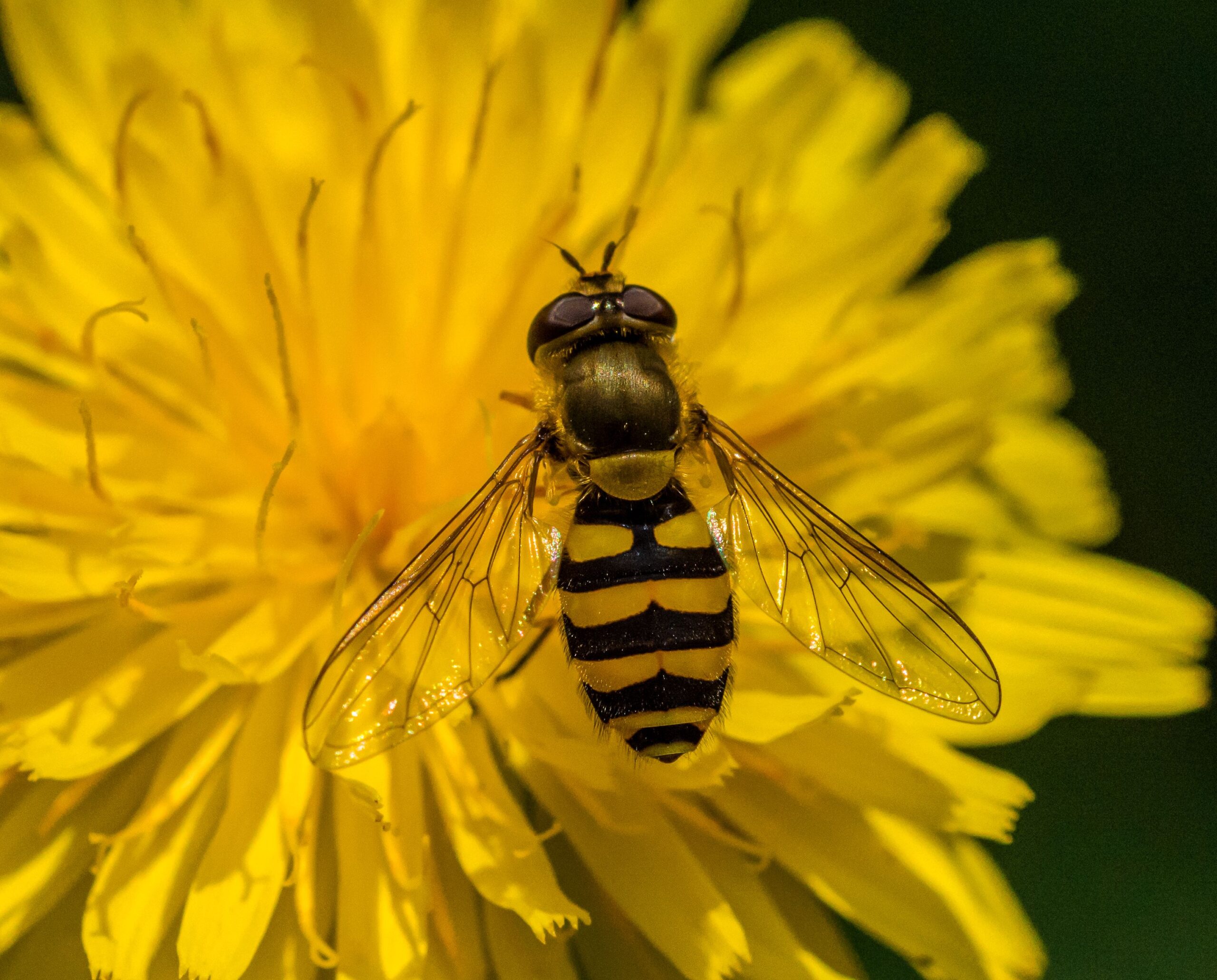 Syrphus ribesii / Alan Shearman / CC BY 2.0 DEED