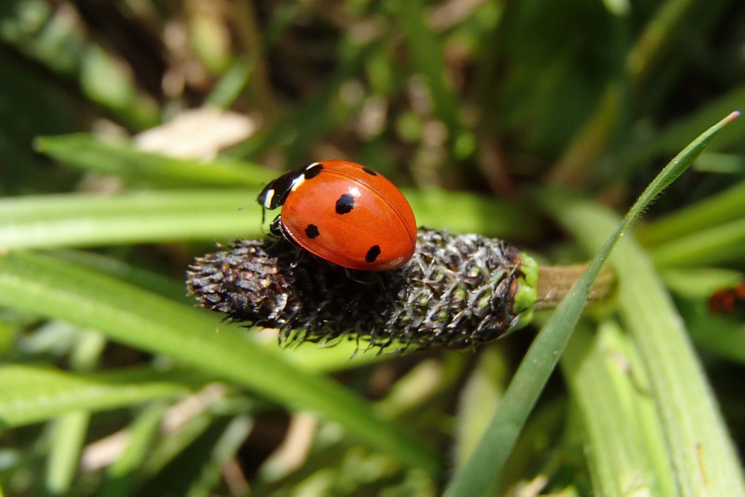 Coccinella septempunctata, / bluefootedbooby / CC BY 2.0 DEED