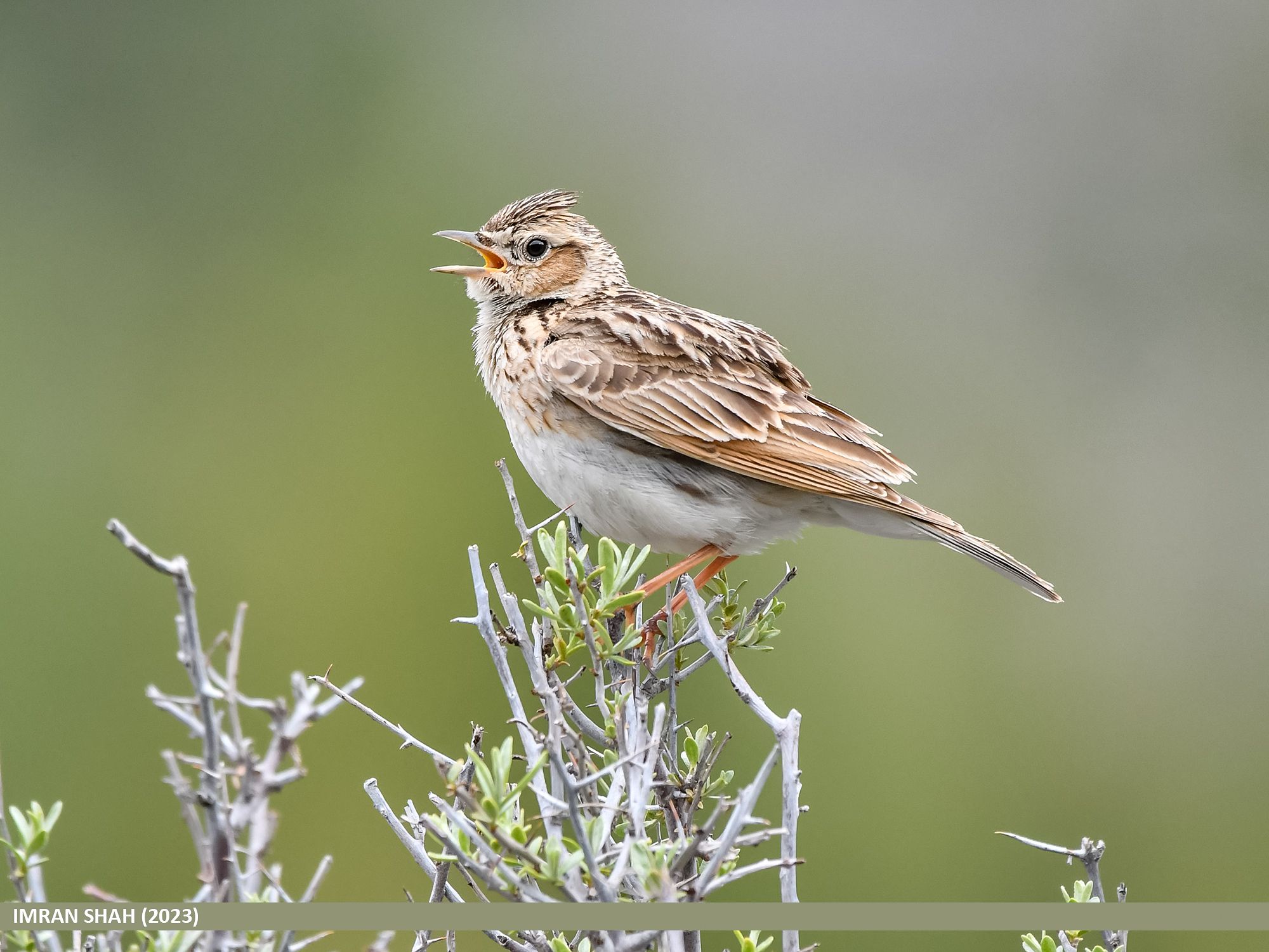 Skylark by Imran Shah (2023)