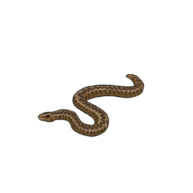 Common European adder Common European adder