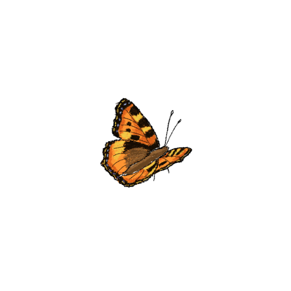 Small tortoiseshell butterfly Small tortoiseshell butterfly