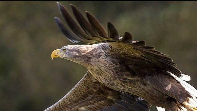 White-tailed eagle by Andreas Weith