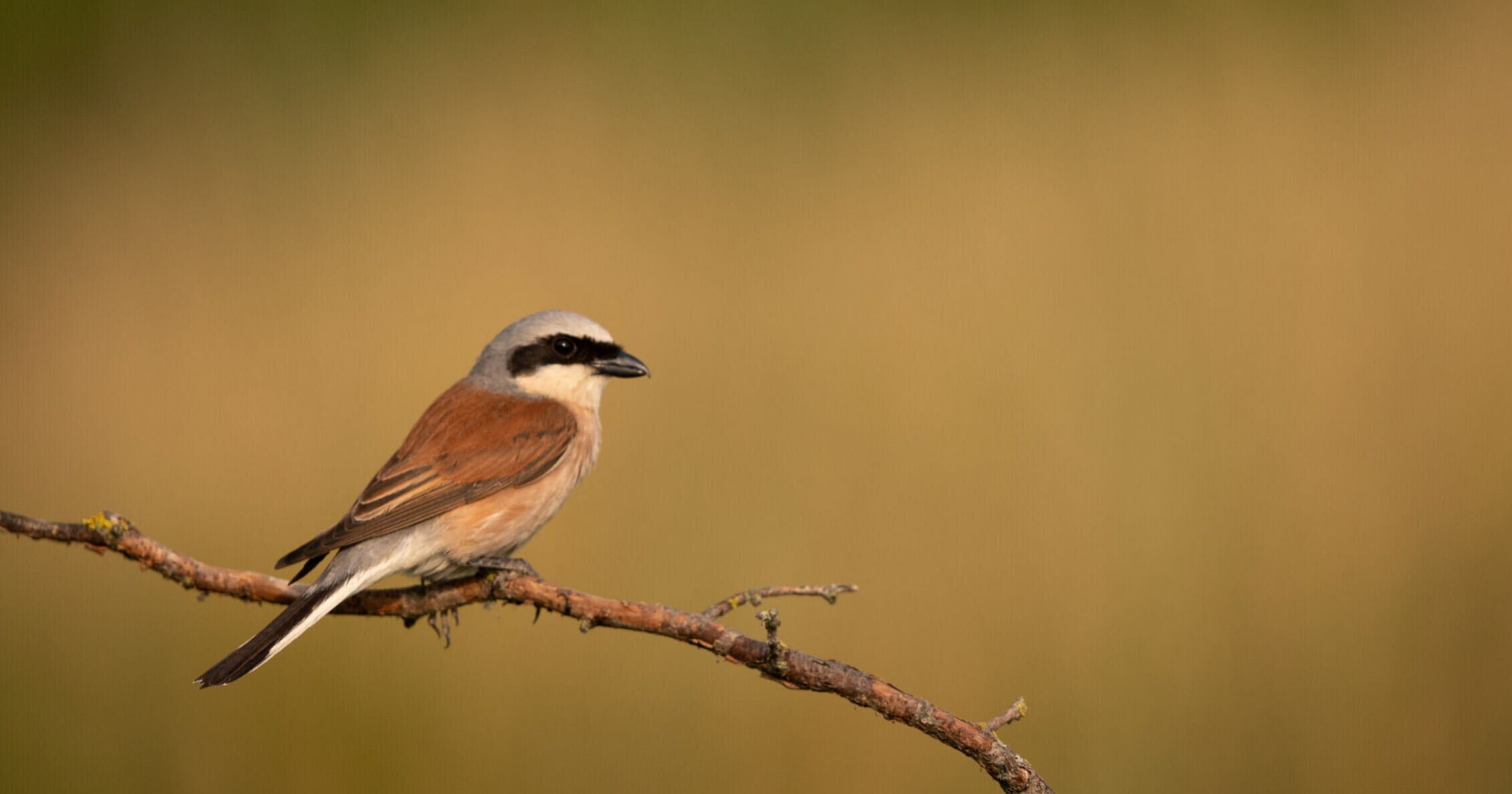 Red-backed shrike, David Oldham
