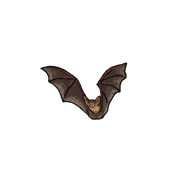 Pipistrelle bats Pipistrelle bats