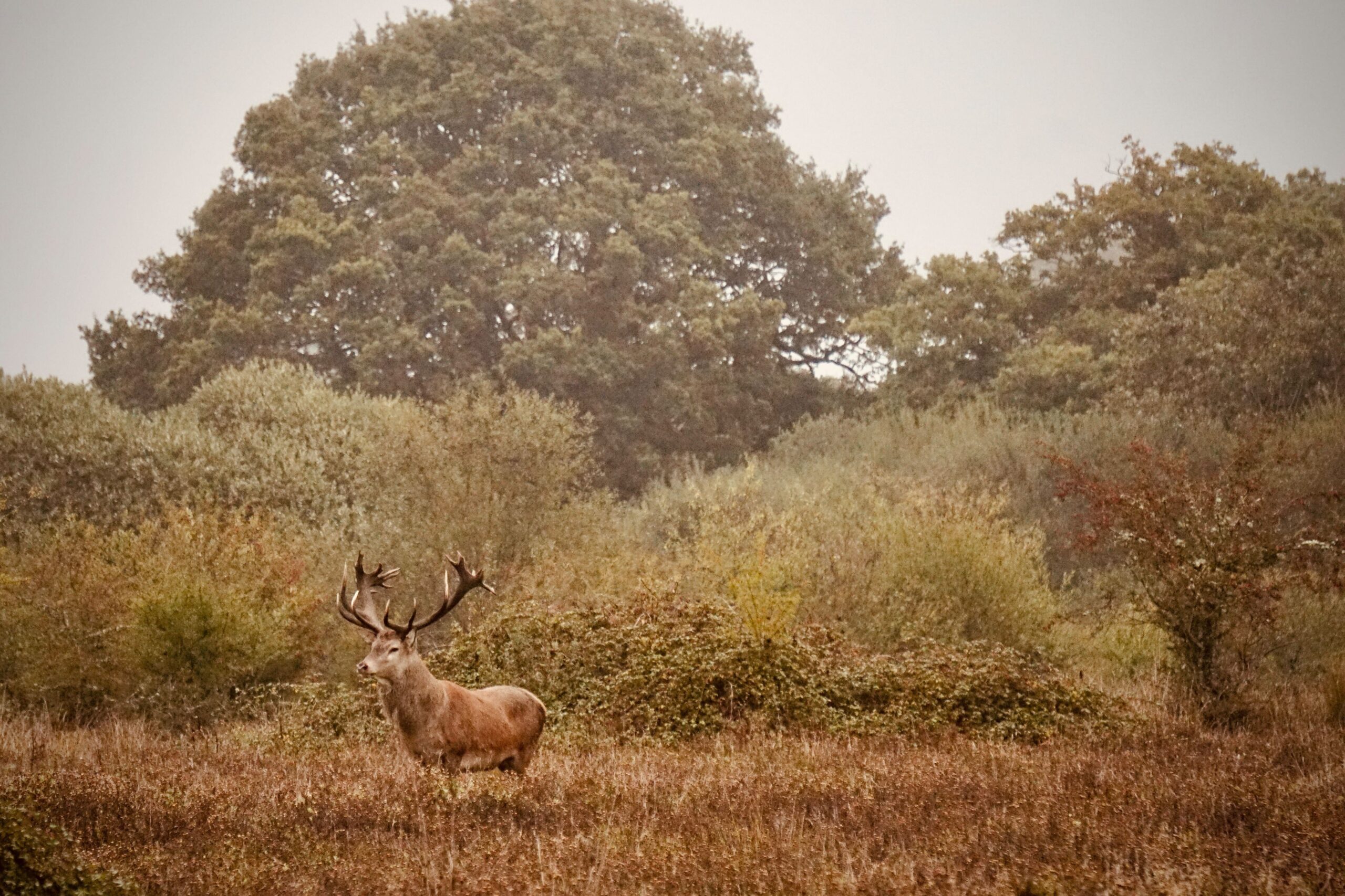 Red deer stag, David Oldham
