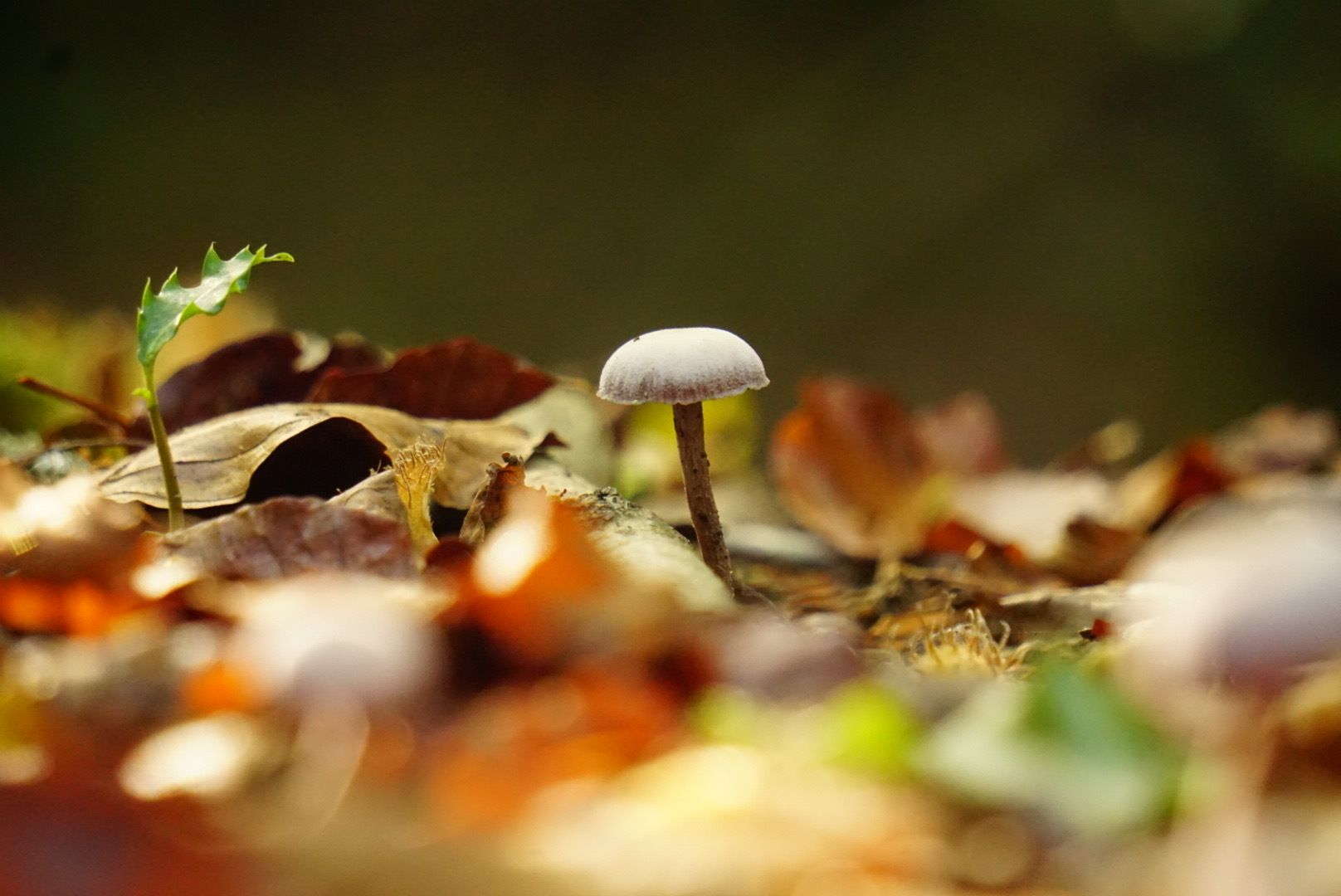 Fungi