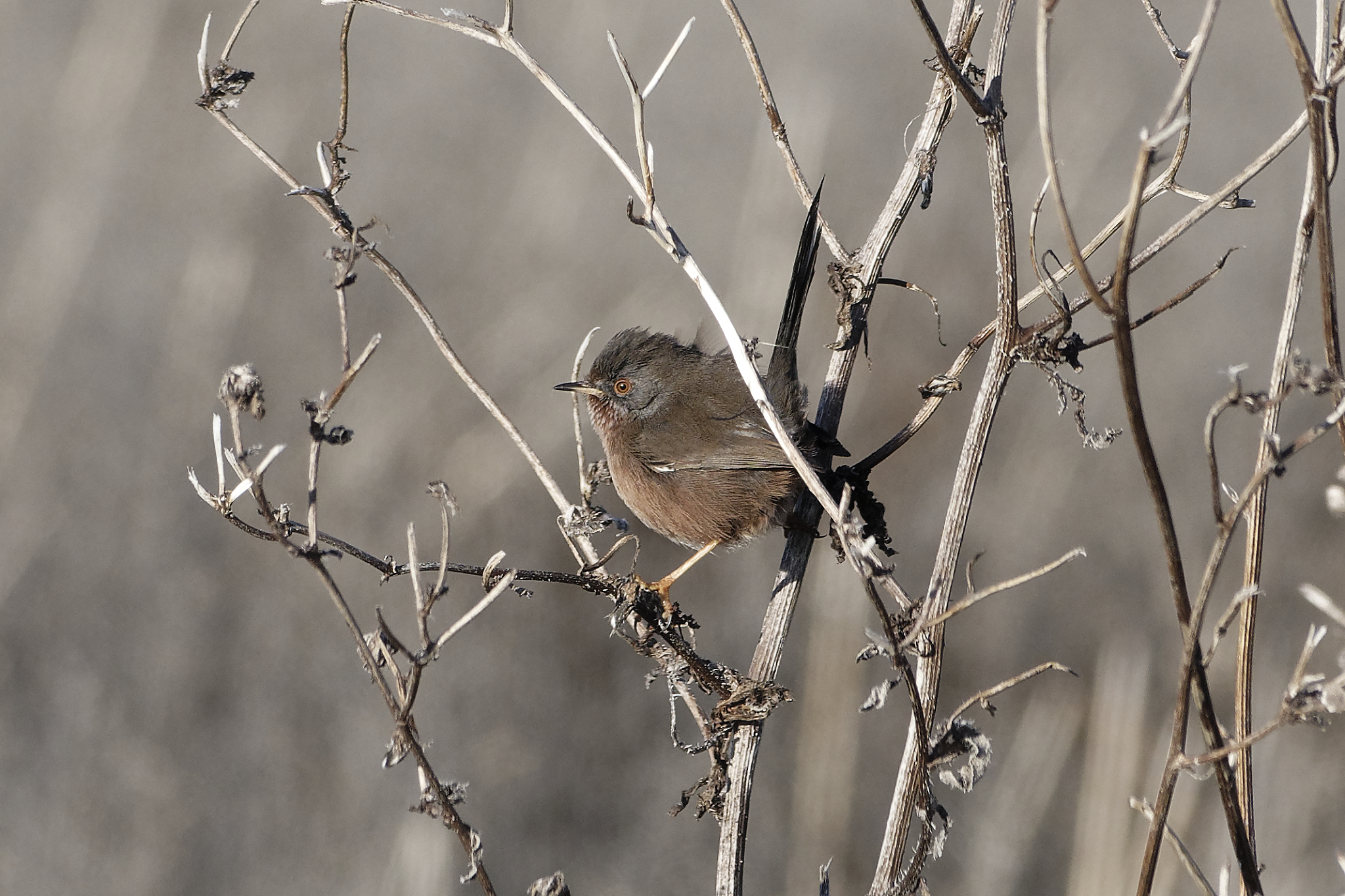 Dartford Warbler by Bola Akinola