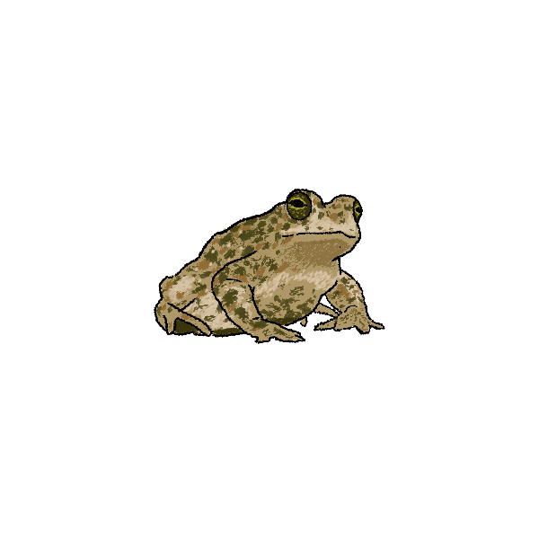 Frogs and toads Frogs and toads