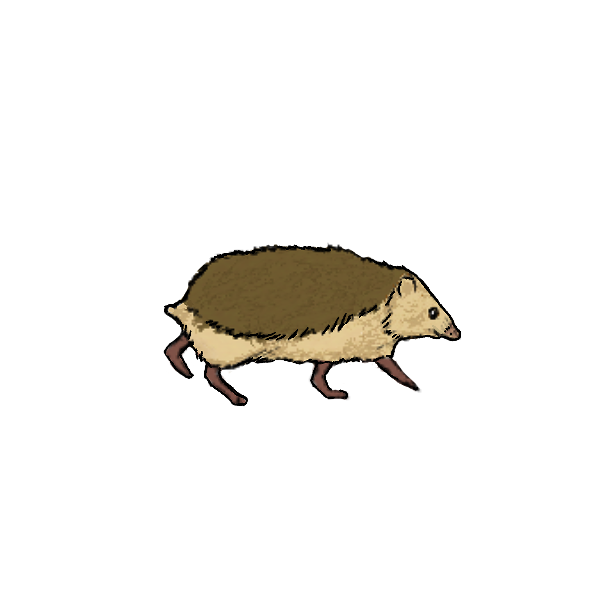 Hedgehog Hedgehog