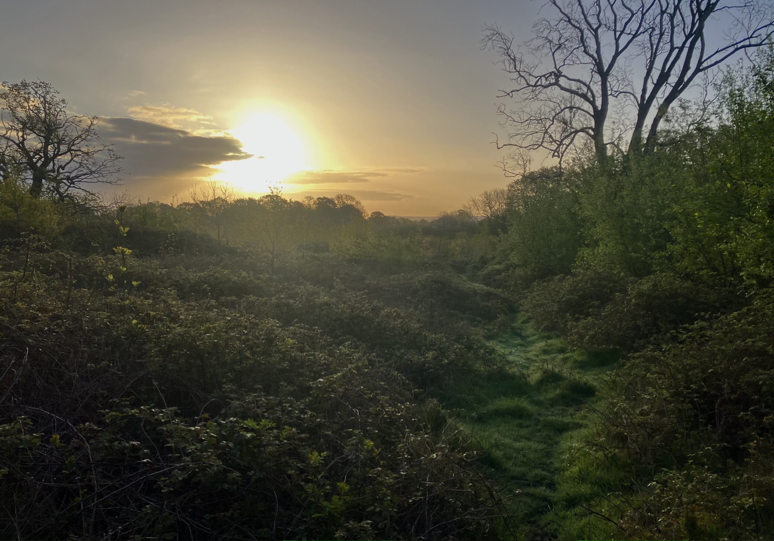 Fairoak April sunrise by Rachel Bicker