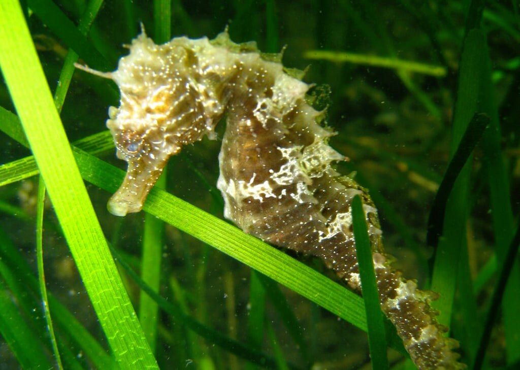 Hippocampus guttulatus Mare Per Sempre