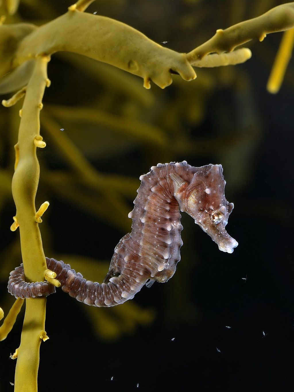 Hippocampus hippocampus by Hans Hillewaert