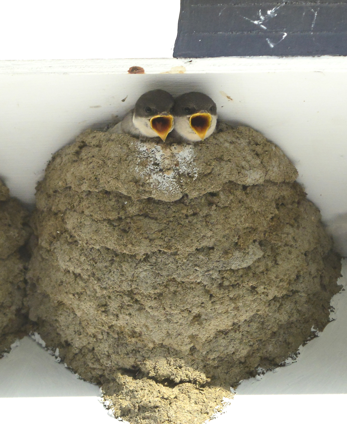 House martin chicks begging at nest cup by Paul Stevens