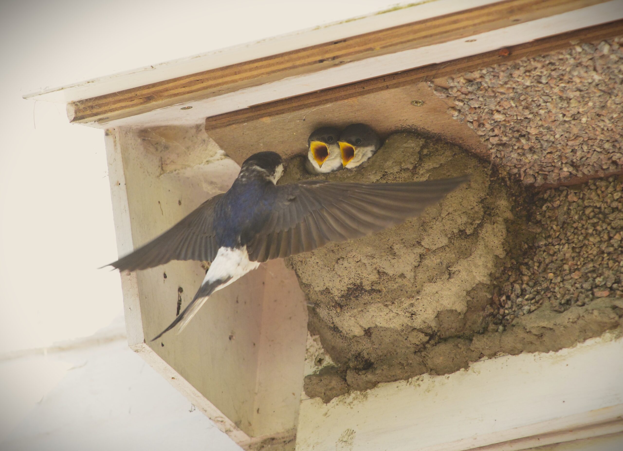 House martin chicks begging with adult in flight by Paul Stevens