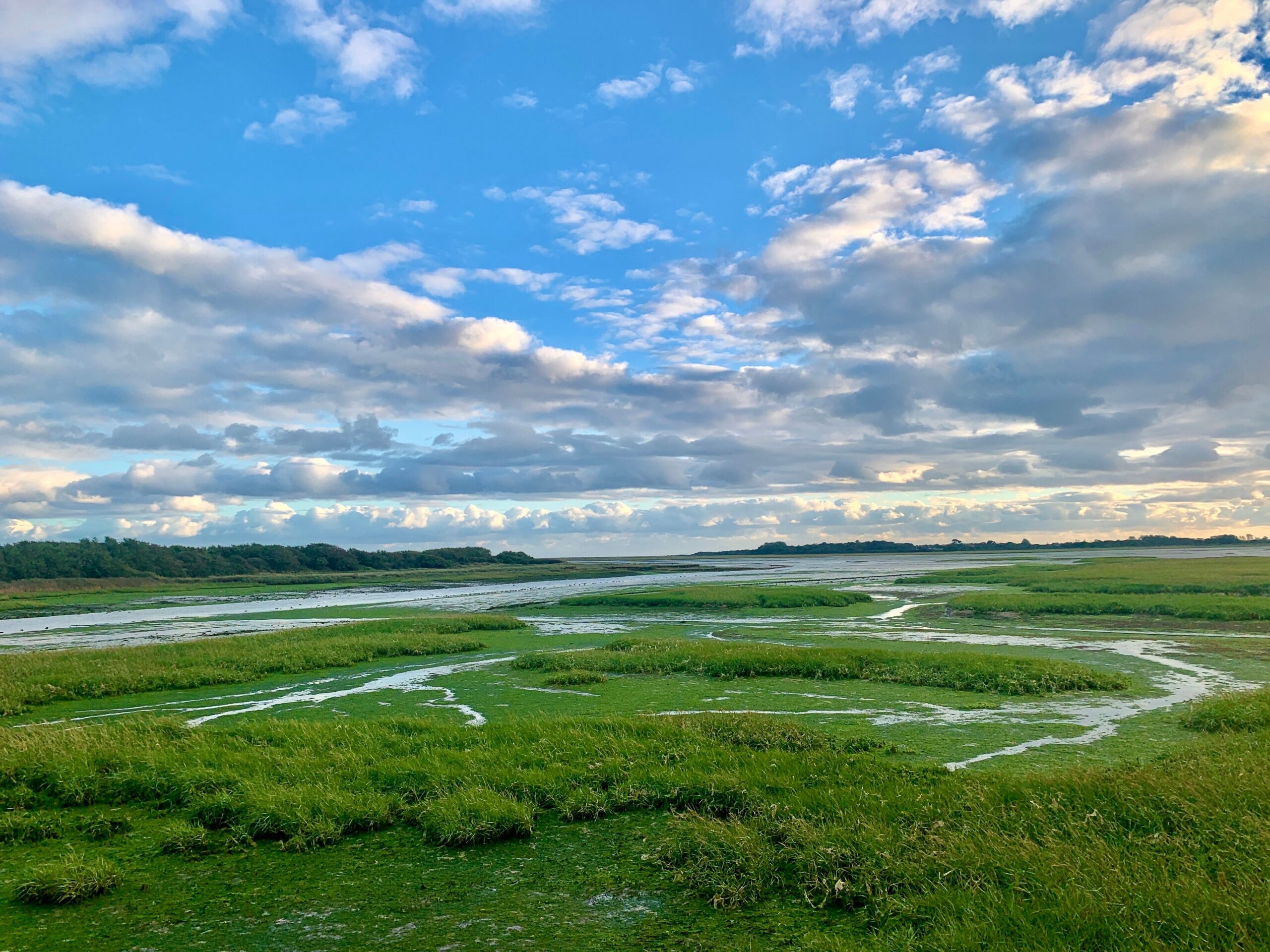 Saltmarsh Saltmarsh
