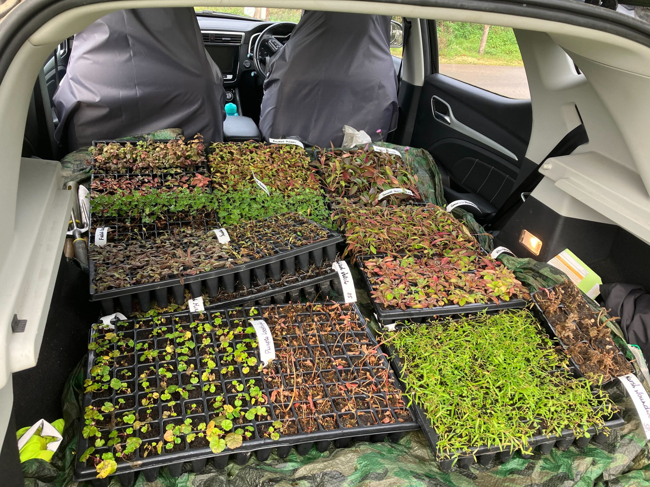 Wildflower plug plants
