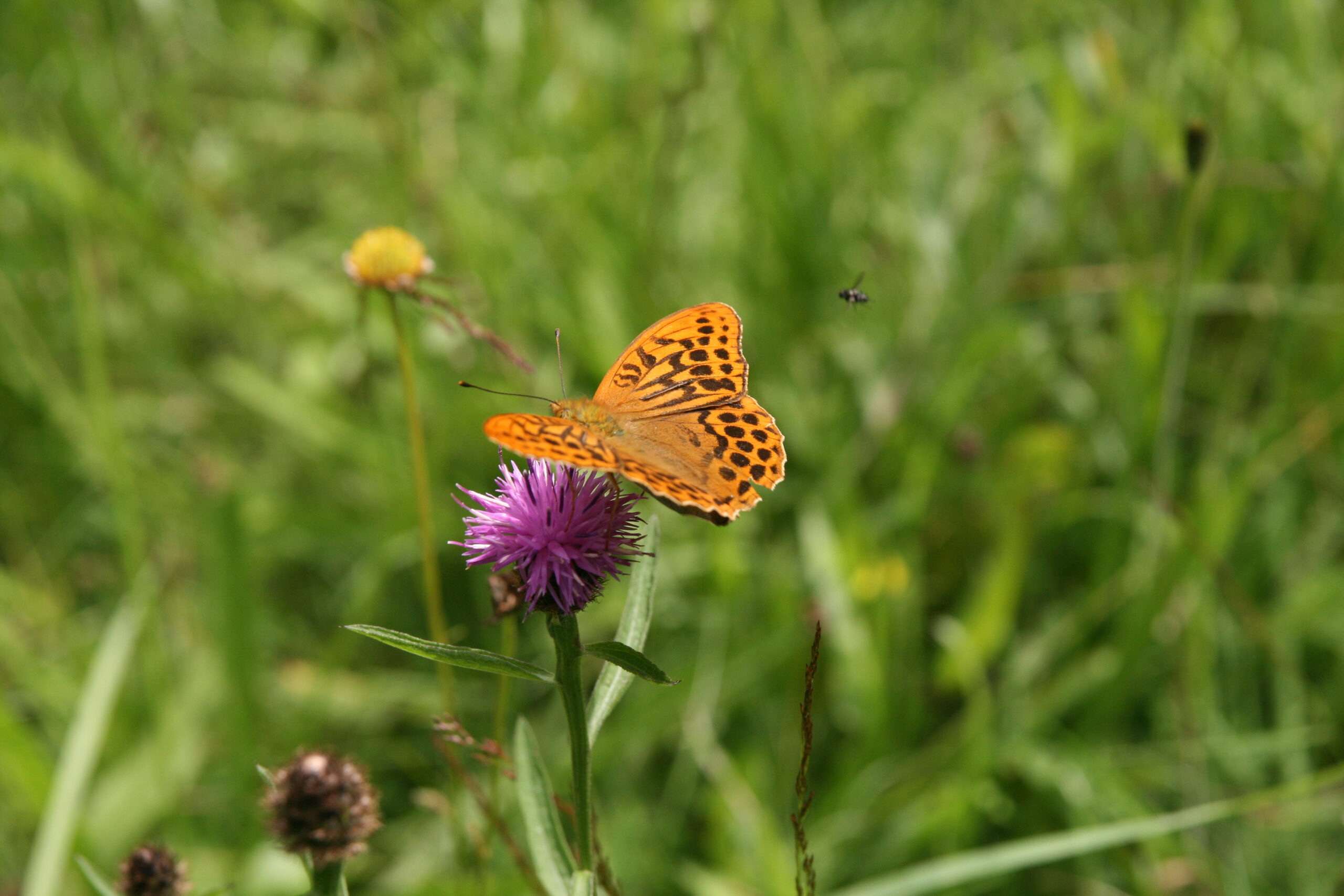Silver-washed fritillary, High Beeches