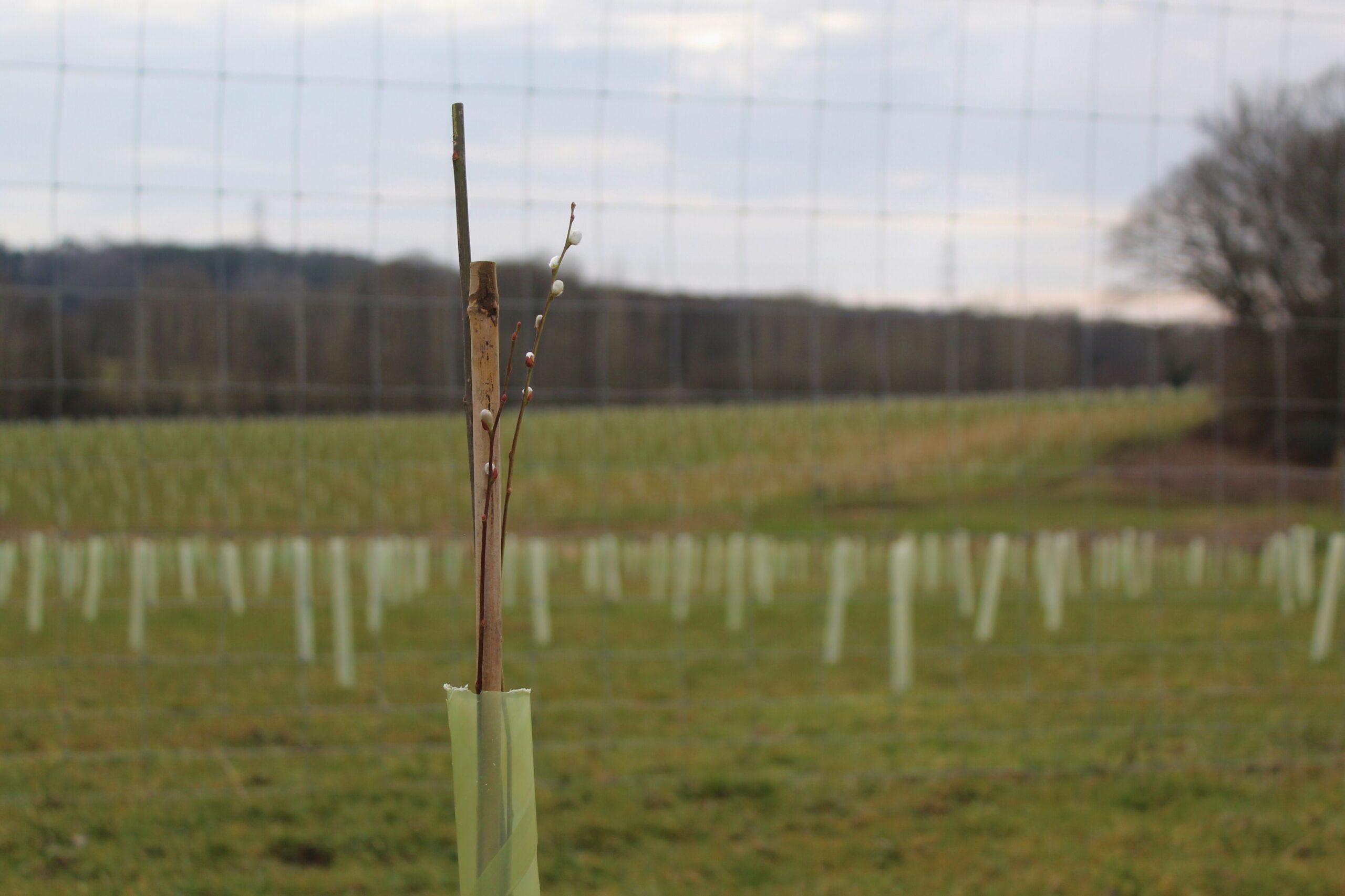 Planting scrubland by Tanya Forbes