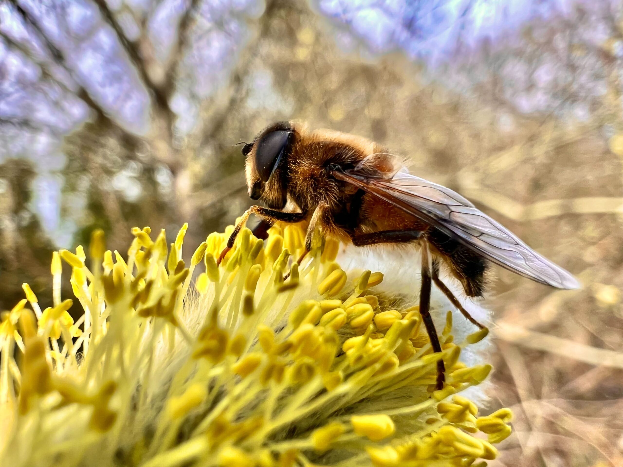 Solitary bee by Libby Drew