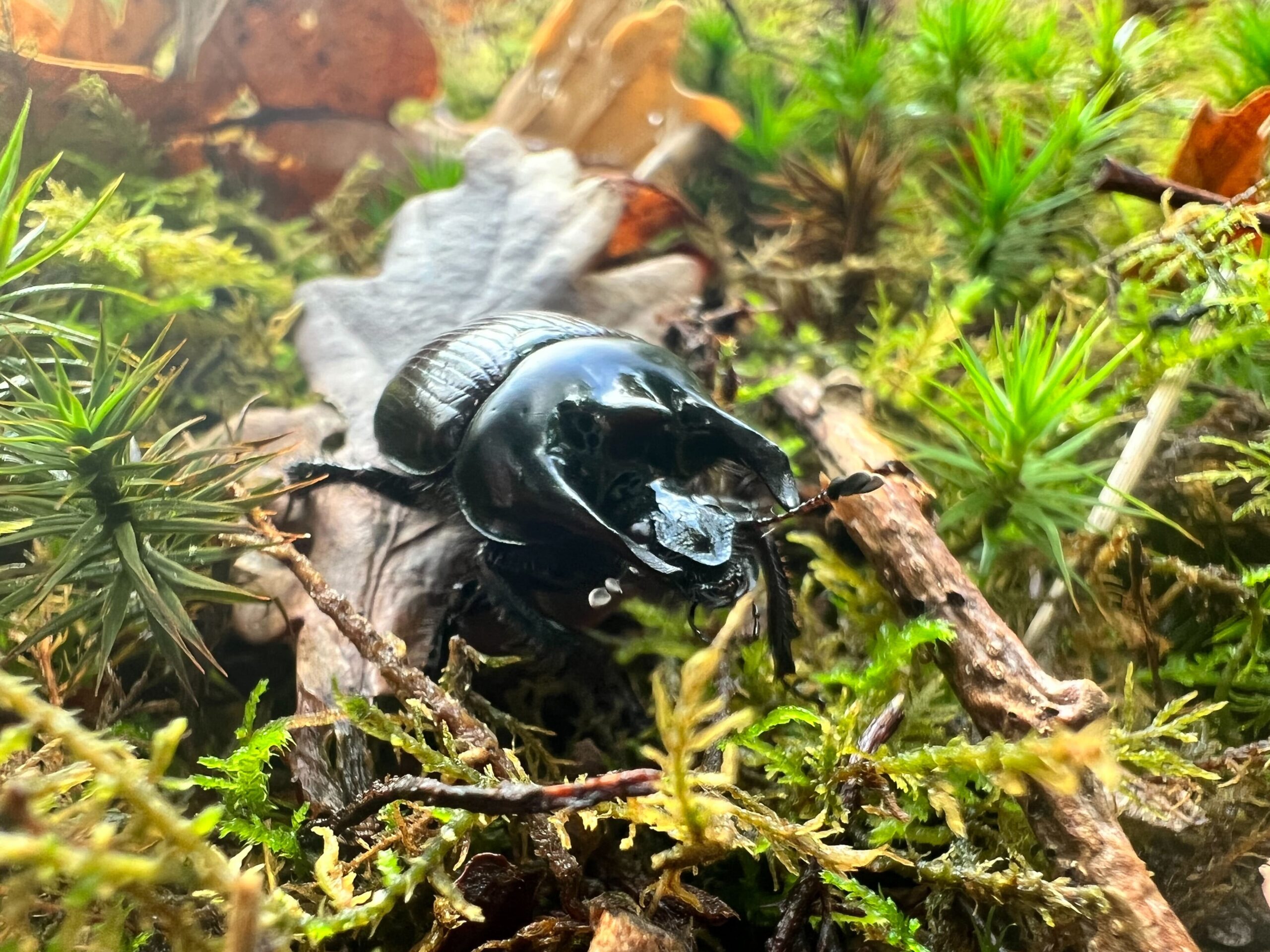 Stag Beetle by Libby Drew