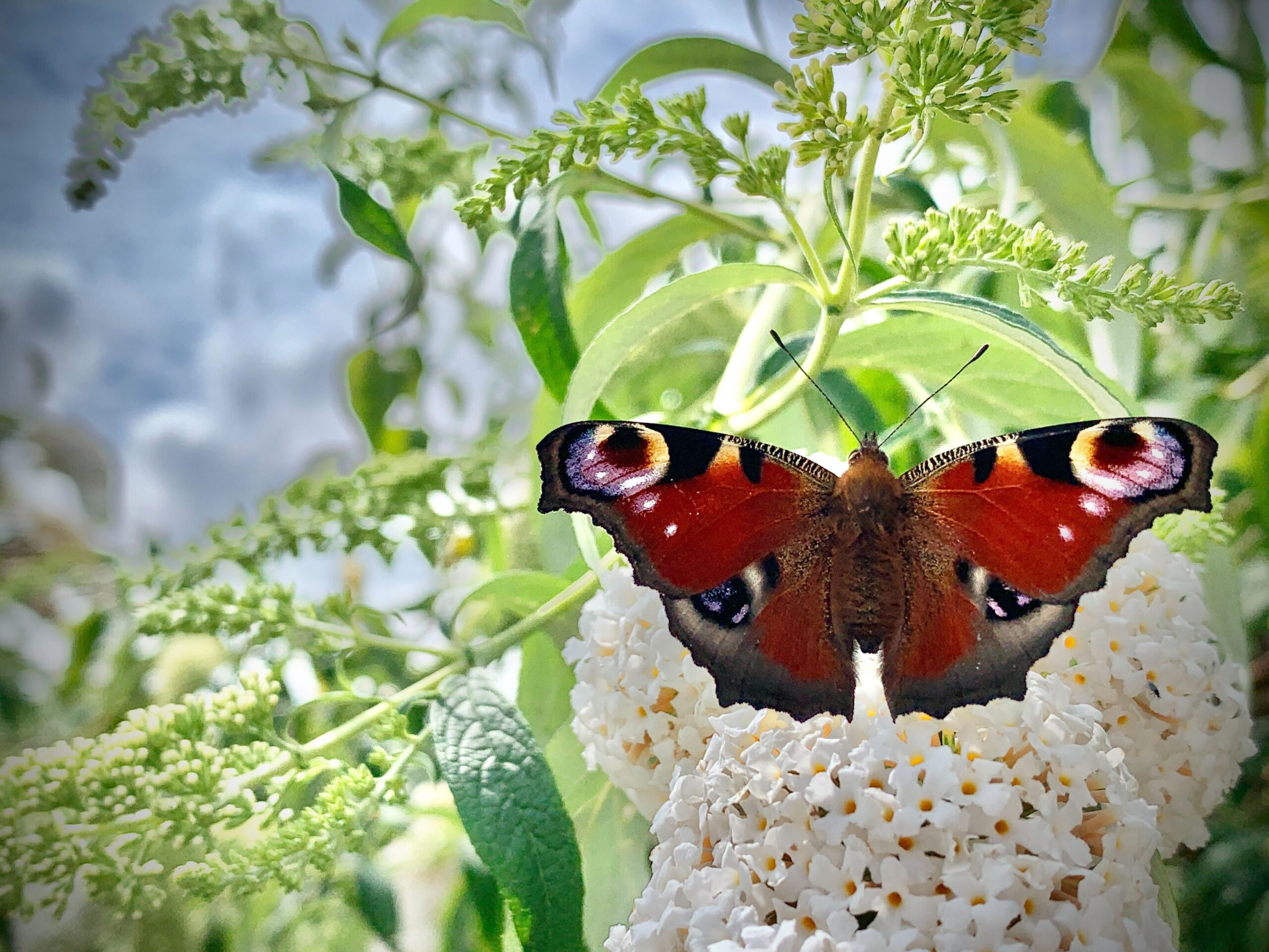Peacock butterfly by Libby Drew