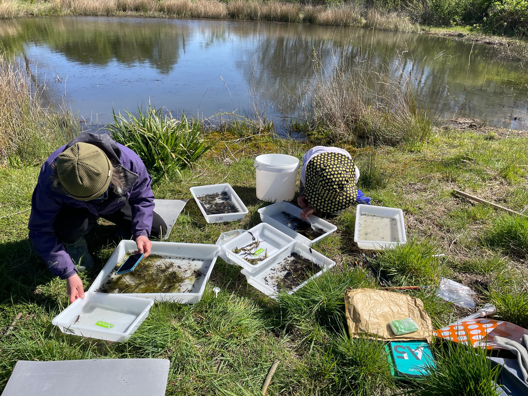 Kingston pond survey Kingston pond survey