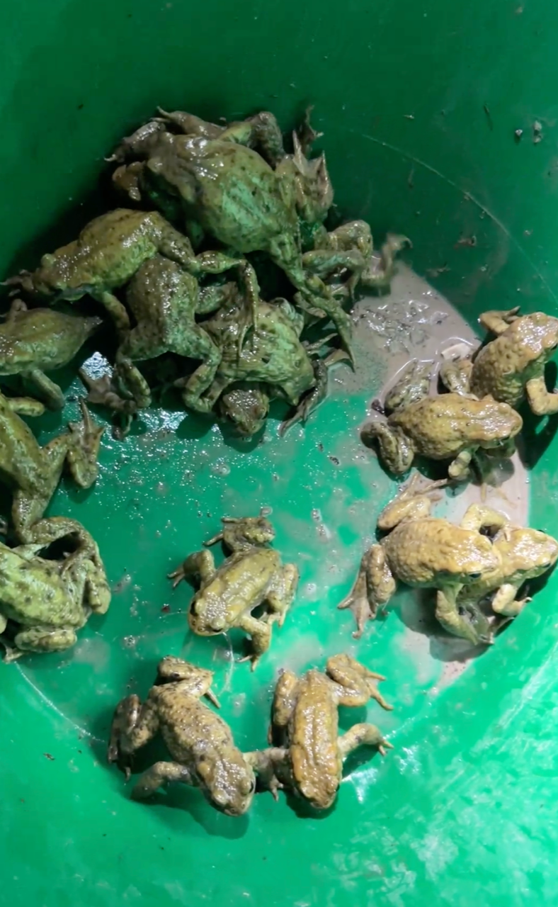 Kingston toad patrol. Toads rescued from road. Kingston toad patrol. Toads rescued from road.