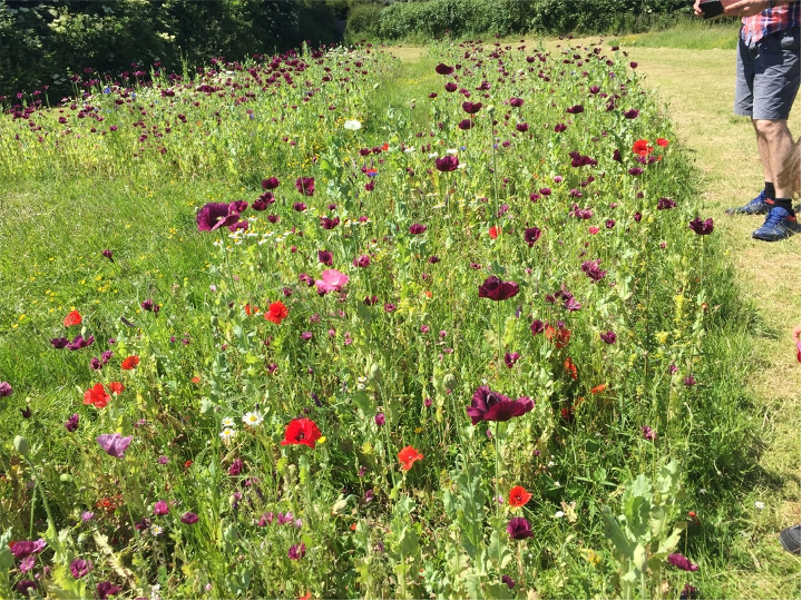 Kingston wildflower meadow Kingston wildflower meadow
