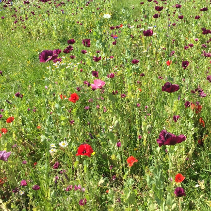 Wildflower meadow - Kingston Nature Recovery Group