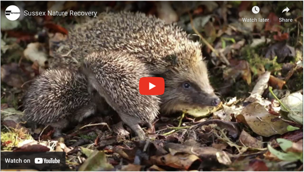 LNRS Hedgehog