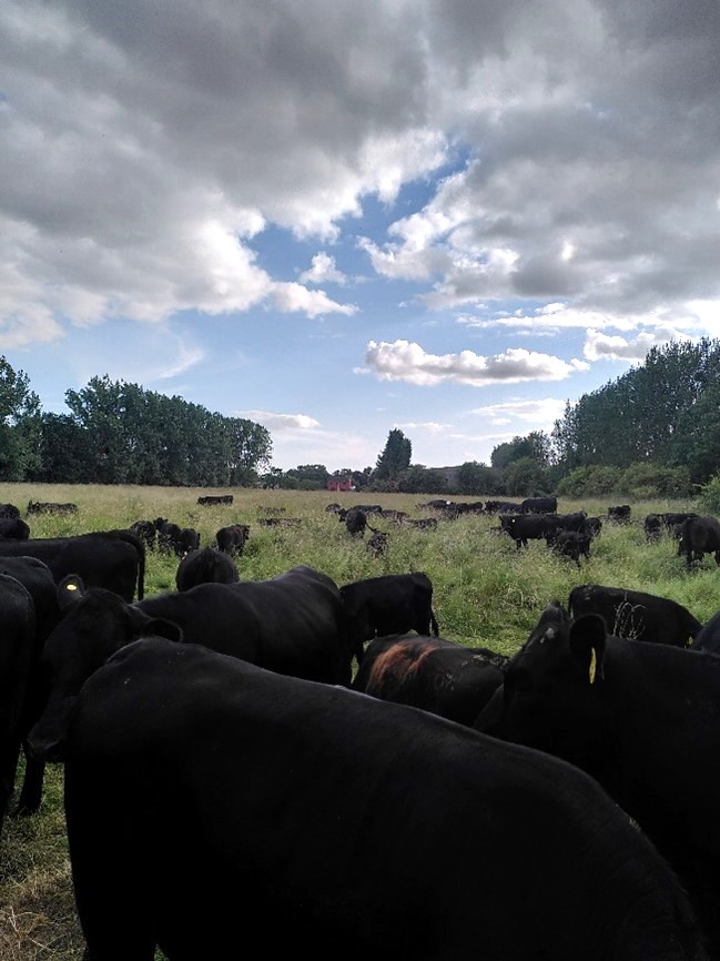 Mob Grazing