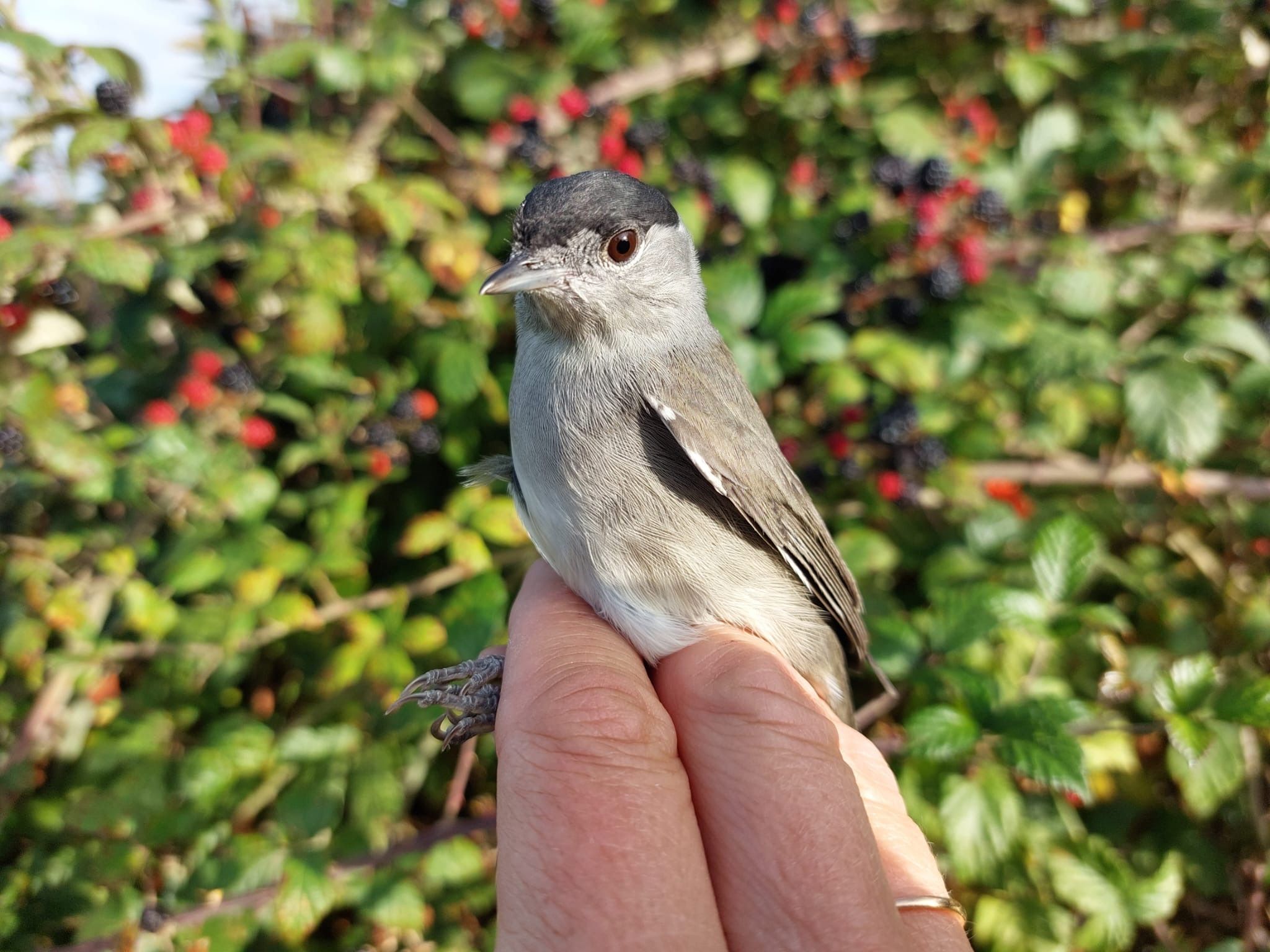 Black cap by Matt Phelps