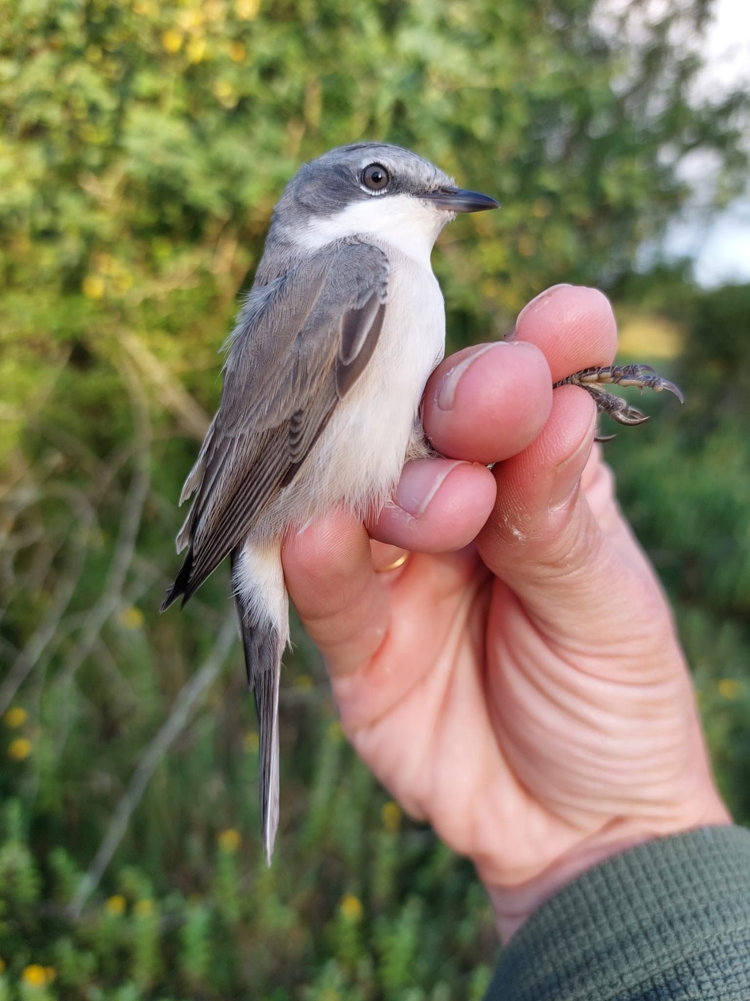 Whitethroat by Matt Phelps