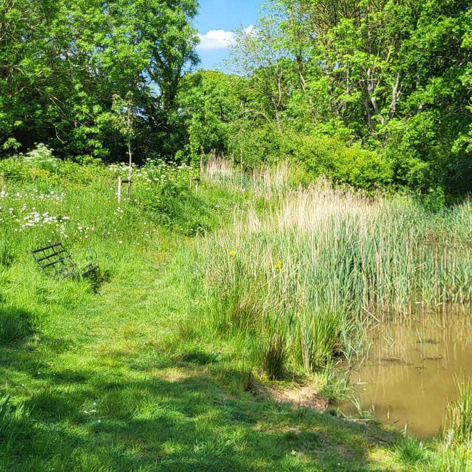 Pond, GREENstead climate action group, by Amy Hurn