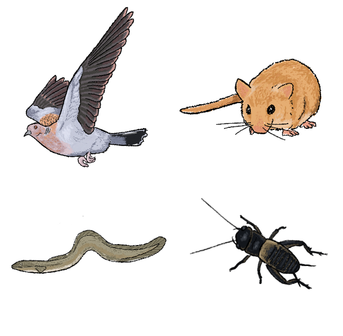 Weald to Waves target species (turtle dove, hazel dormouse, European eel, field cricket Weald to Waves target species (turtle dove, hazel dormouse, European eel, field cricket