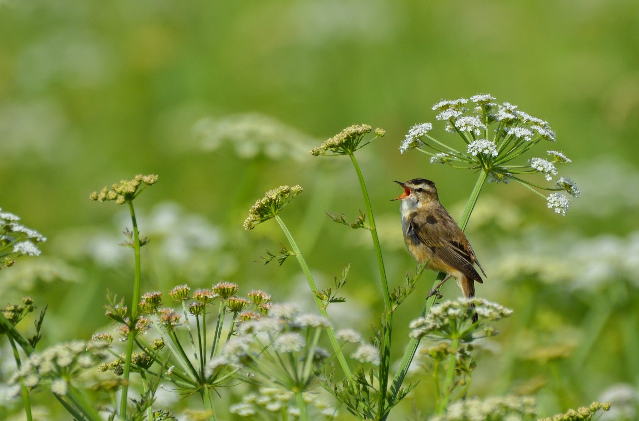 Sedge warbler by Matt Phelps